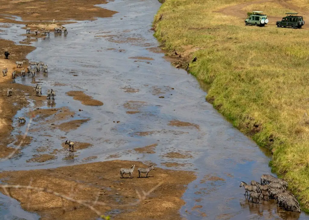 Great Migration wildebeest herd at Mara River in Maasai Mara National Reserve
