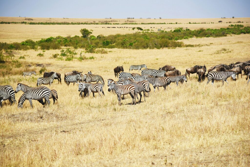 Great Migration wildebeest and zebra grazing in the Mara Triangle, Maasai Mara National Reserve