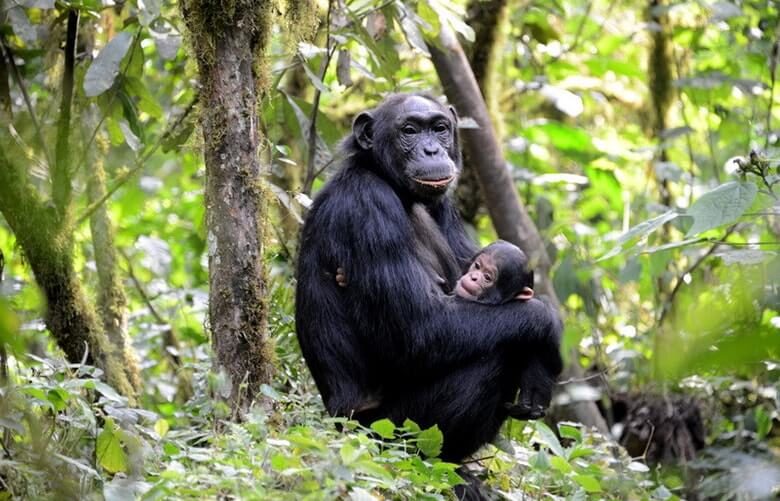 Chimpanzee Trekking