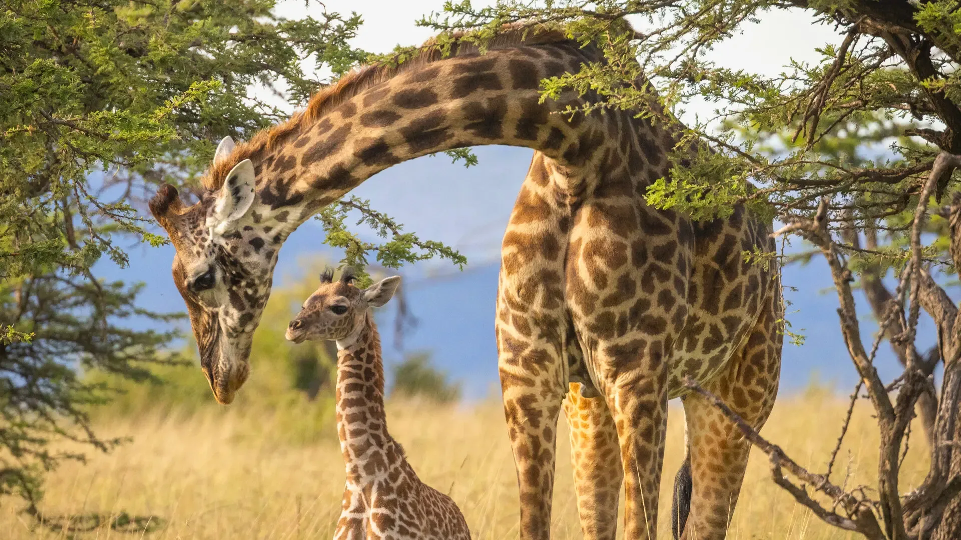 A giraffe at dusk