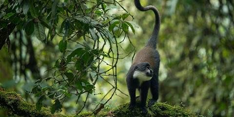 Misty montane forest on the slopes of the Rwenzori Mountains in Uganda