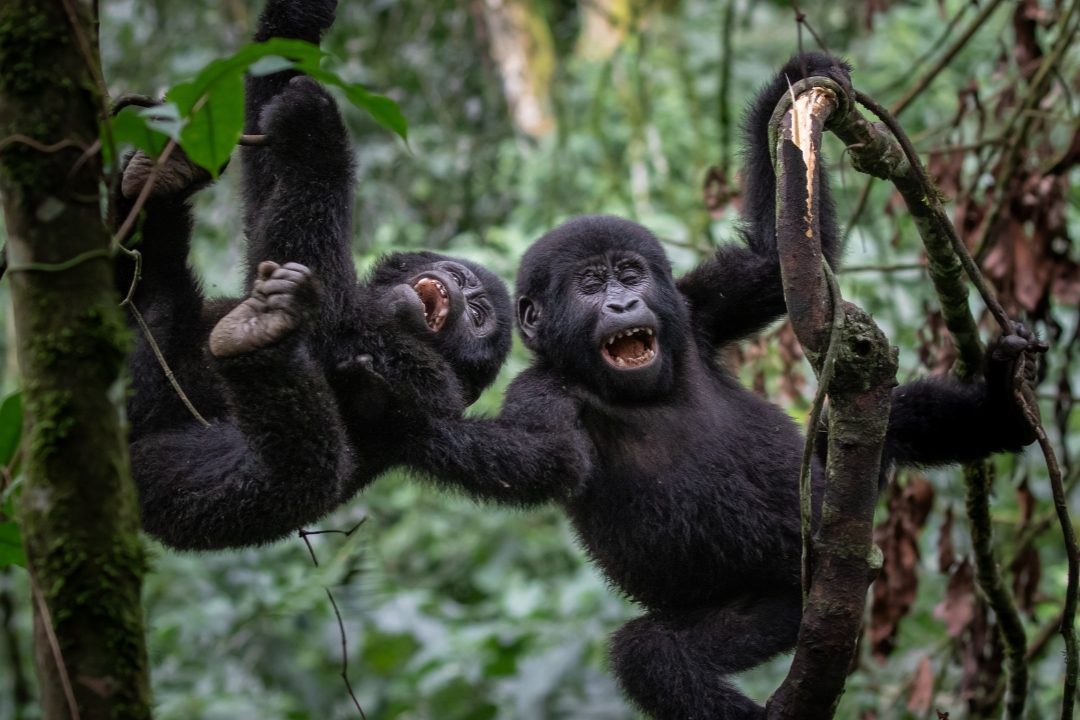 Gorillas, Chimps & the Nile