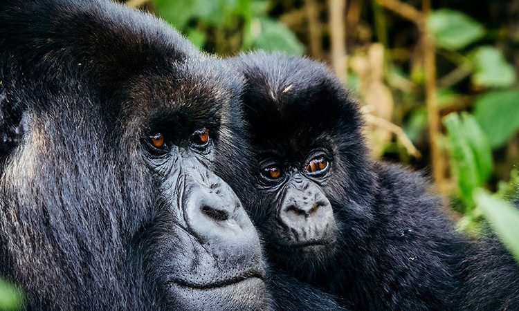Gorillas & Golden Monkeys