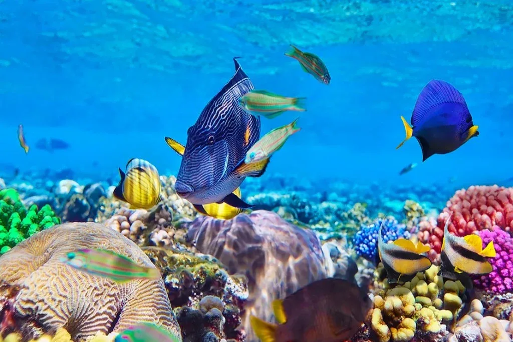 Zanzibar Ocean & Reef