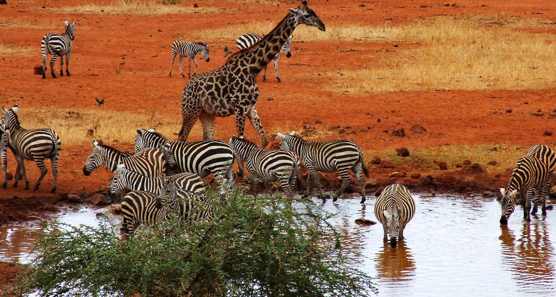 Tsavo