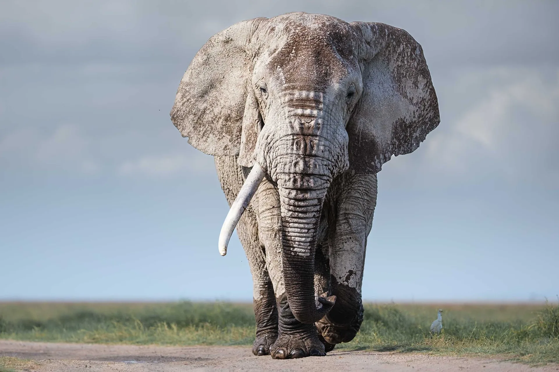 Mara, Amboseli & Kilimanjaro