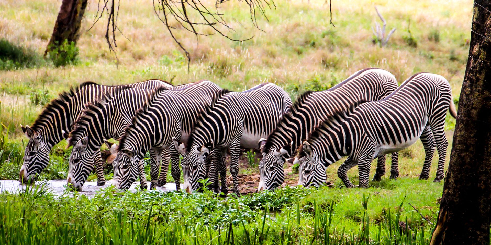 Beyond the Big Five: Africa's Underrated Wildlife