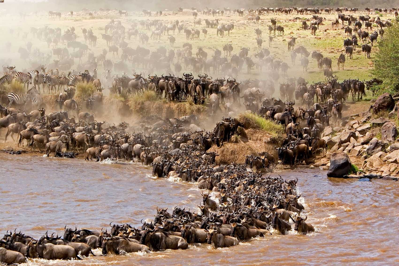 Migration Chase & Zanzibar