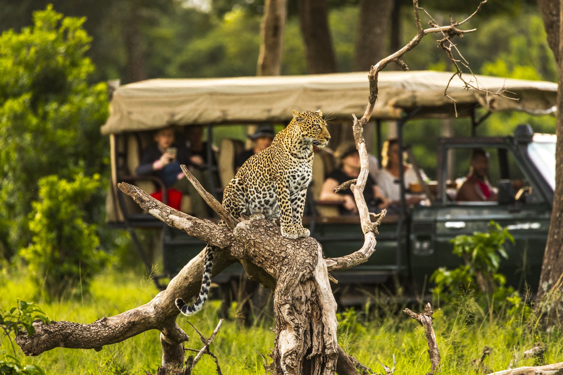 Safari activities and experiences