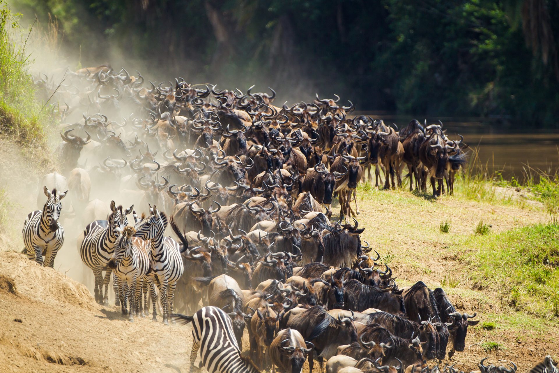 The Great Migration