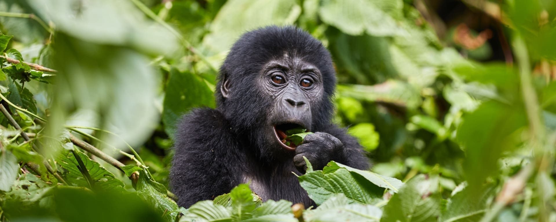 Mountain Gorilla Trekking