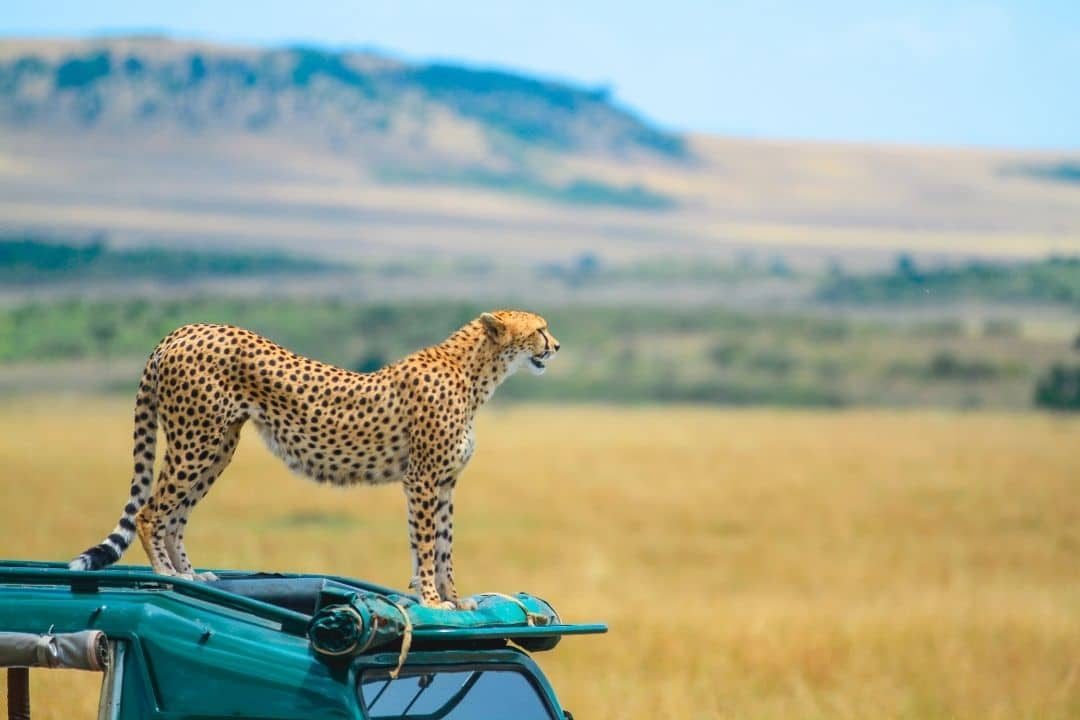A cheetah on the savanna