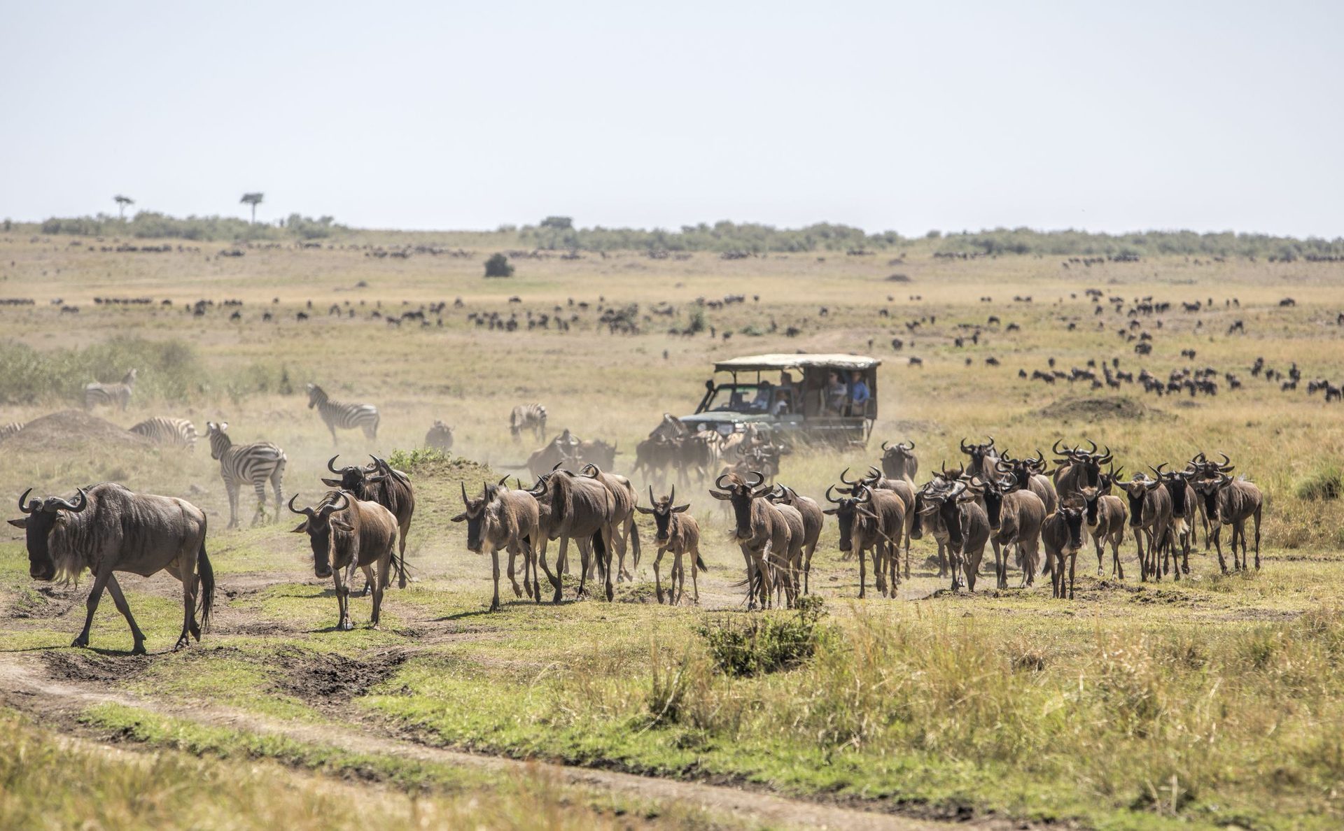 Migration & Big Cats