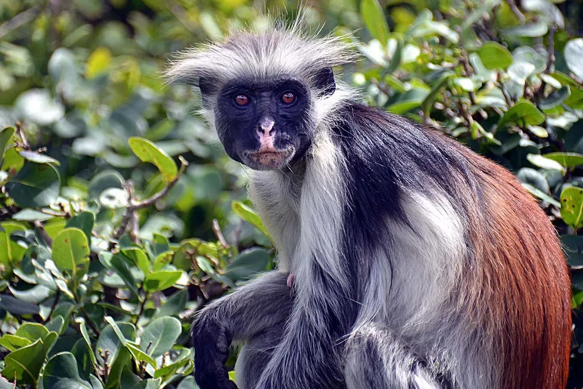 A red colobus monkey resting among forest branches