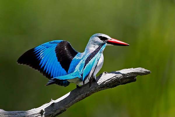 Birding Safari