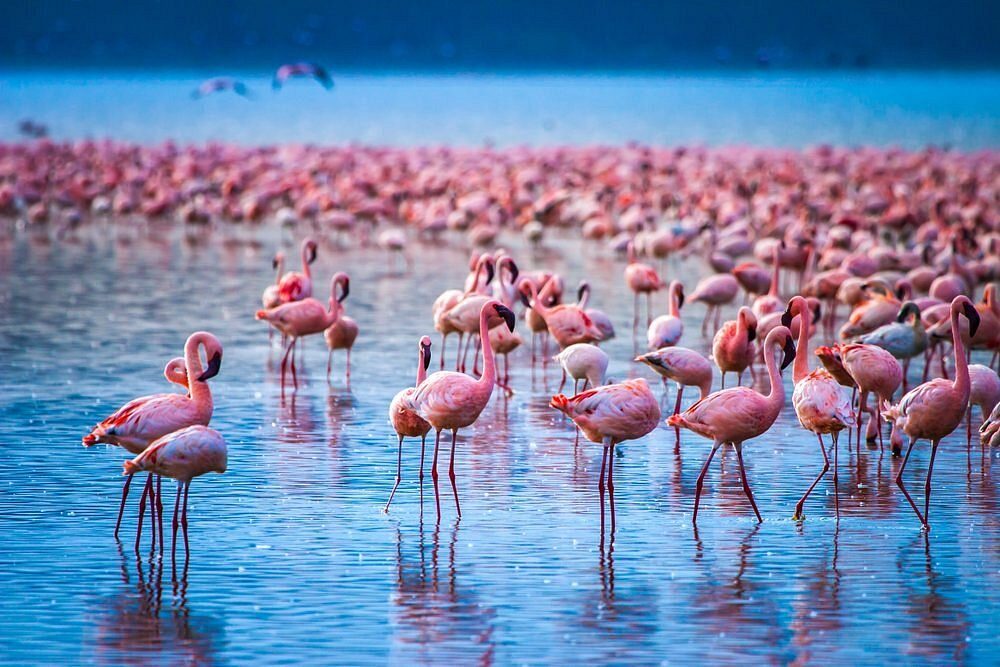 Flamingos on a Rift Valley lake