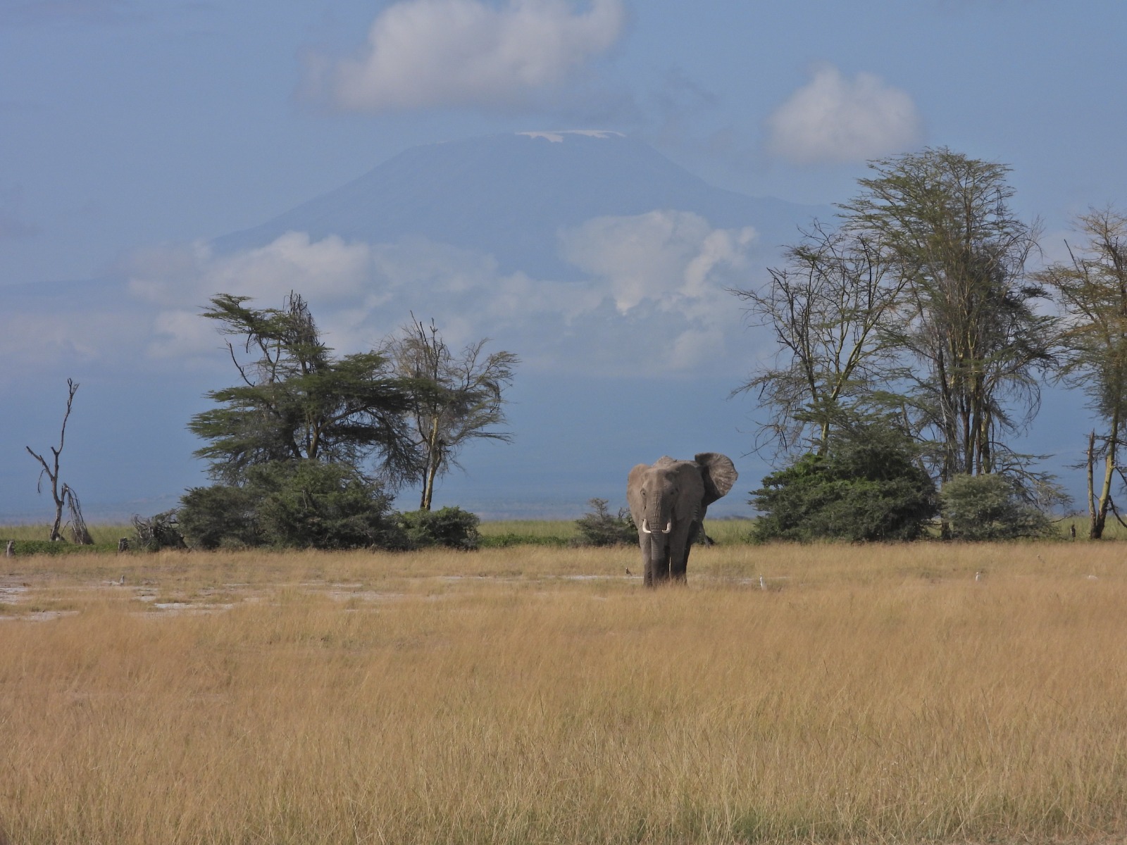 Kenya Safari for Beginners 2026/2027: The Ultimate First-Timer's Guide