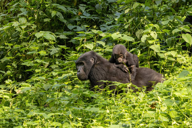 Bwindi vs Volcanoes National Park: Comparing Gorilla Trekking Bases 