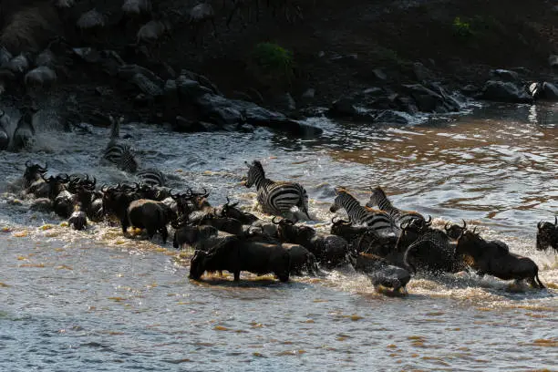 Wildebeest and zebras crossing the Mara River during the Great Migration in the Maasai Mara