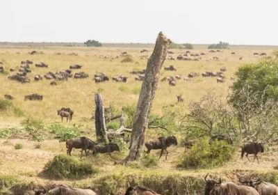 THE GREAT WILDEBEEST MIGRATION IN 2026: A MONTH-BY-MONTH GUIDE FOR TRAVELLERS
