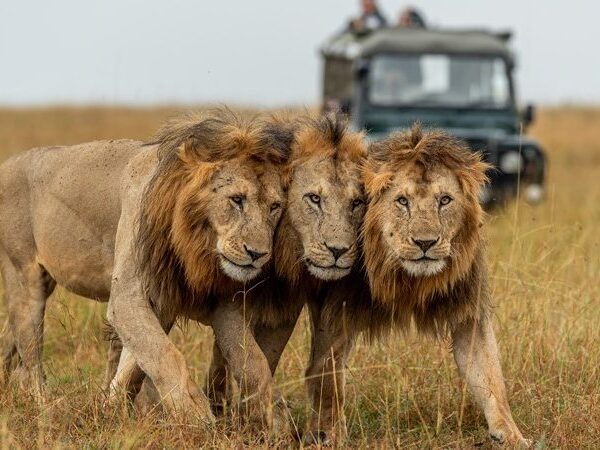 10-Day Tanzania Safari Holiday