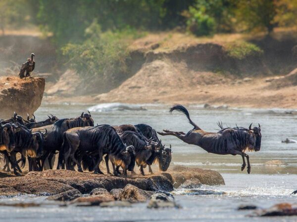 21-Day Masai Mara and Serengeti Safari