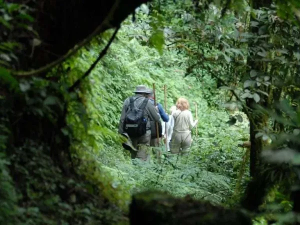 6 Days Gorillas Wildlife and Chimpanzee Safari