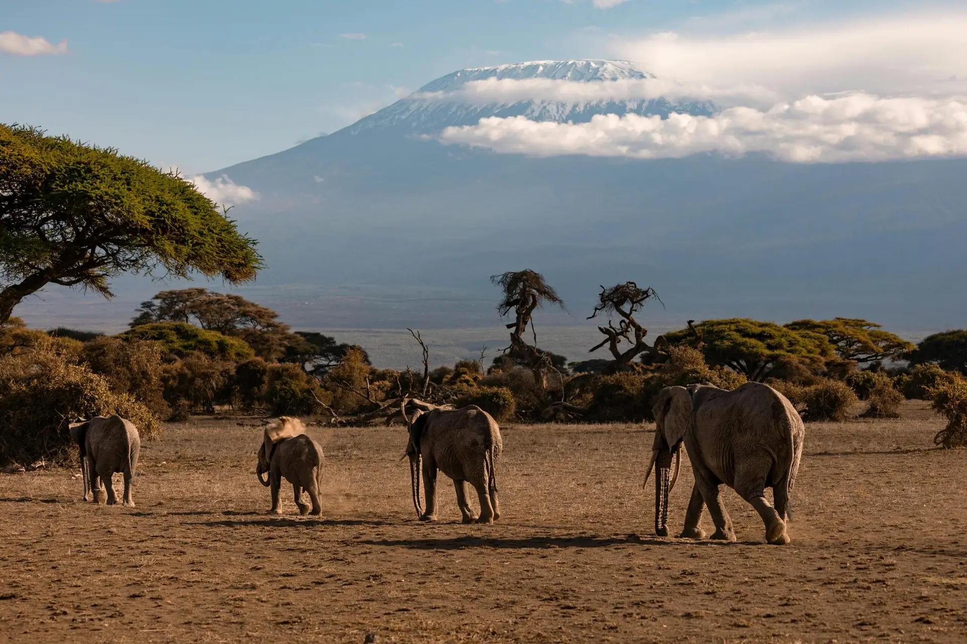 A herd of Elephants grazing in Amboseli against the backdrop of Mount Kilimanjaro